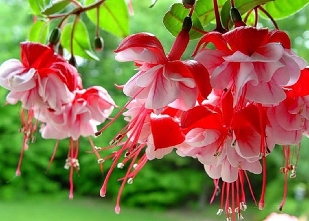 Цветки фуксии (Fuchsia).