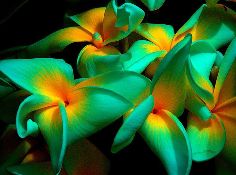 Стронгилодон крупнокистевой, нефритовый цветок. Цветок является одним из самых красивых из семейства. Экзотические цветы, Необыкновенные цветы.