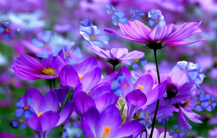 Картинка Фиолетовые цветы.