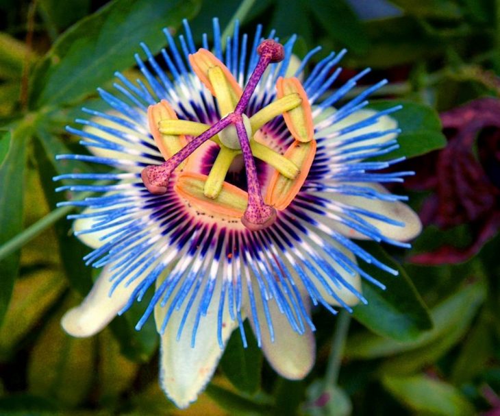 Картинка цветок Пассифлора.