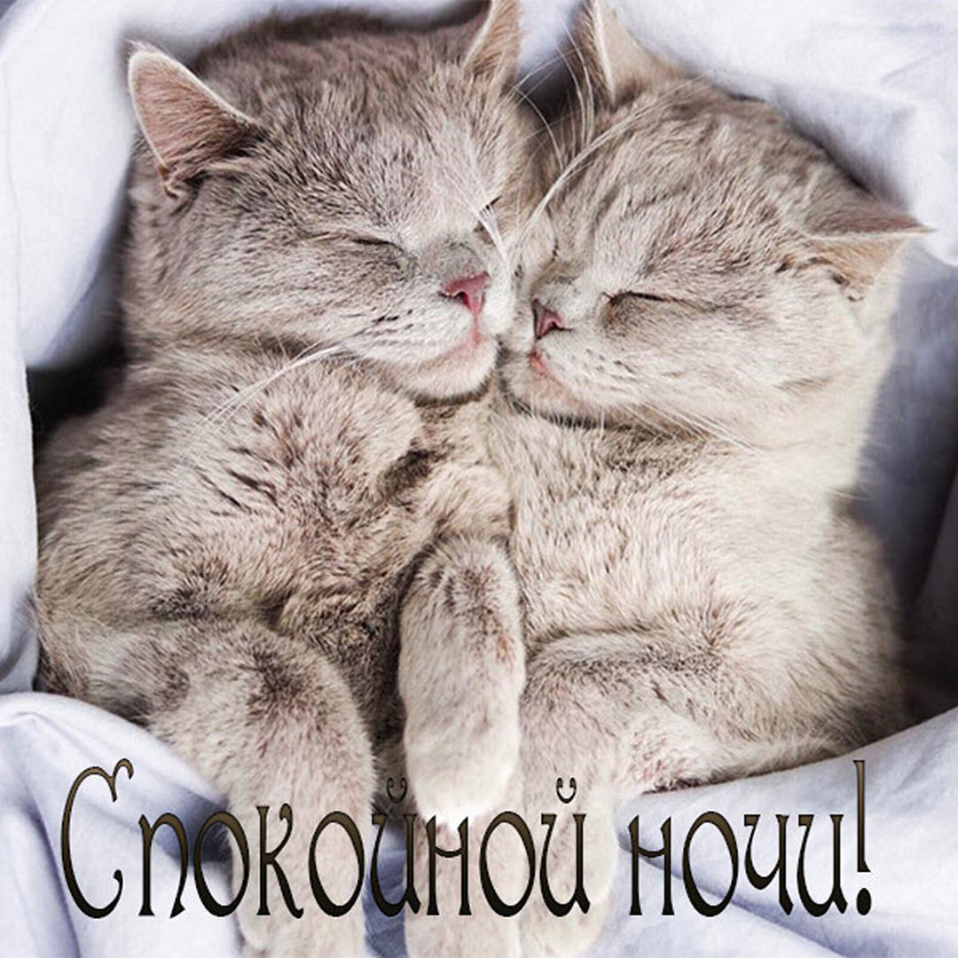 Удивительная открытка спокойной ночи с кошкой