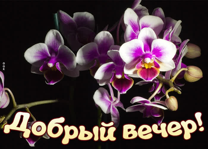 Летняя Картинка добрый вечер с орхидеями.