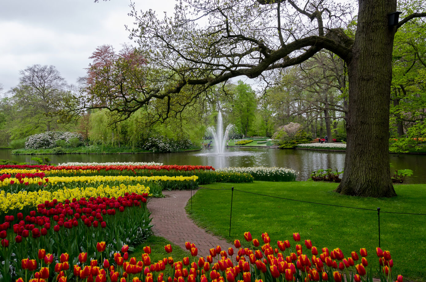 Парк цветов в Голландии Кекенхоф
