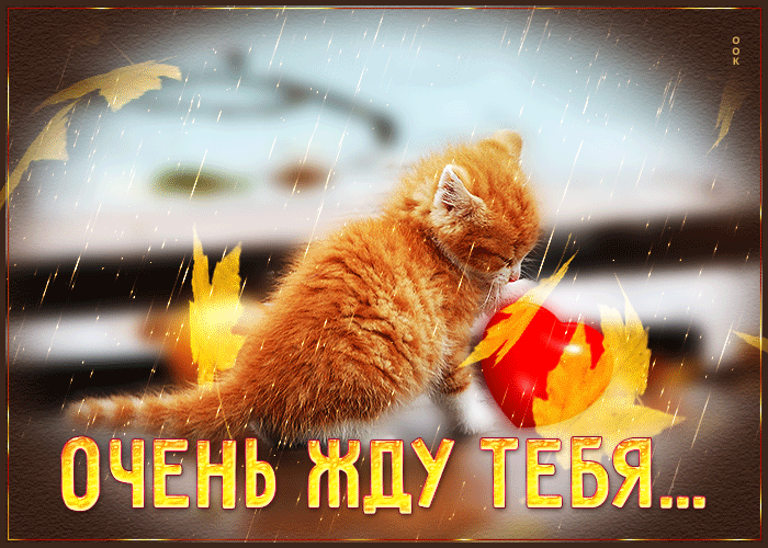 Осенняя гифка с котёнком, дождём и надписью Очень жду тебя...