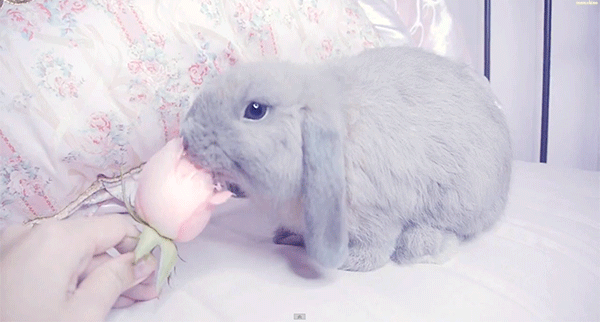 Гифки кролики милые, Фиолетовый кролик живой.