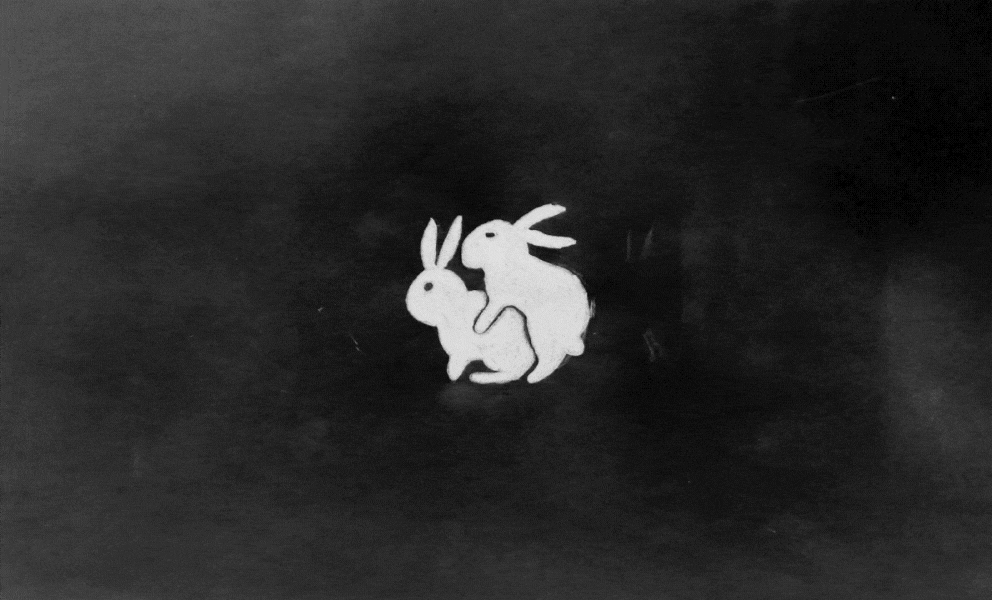 Кролик размножение лапин гифка. Заяц на черном фоне, Кролик на черном фоне.