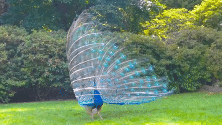 Гифка Великолепный голубой павлин с развернутым хвостом в природе.