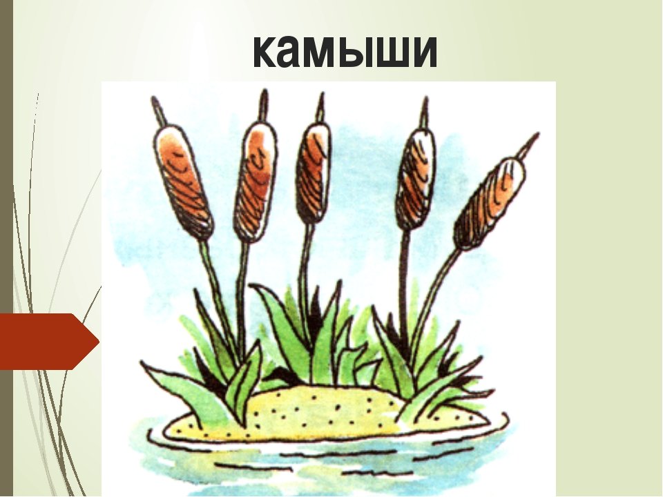Камыши рисунок детский (27 фото) скачать бесплатно