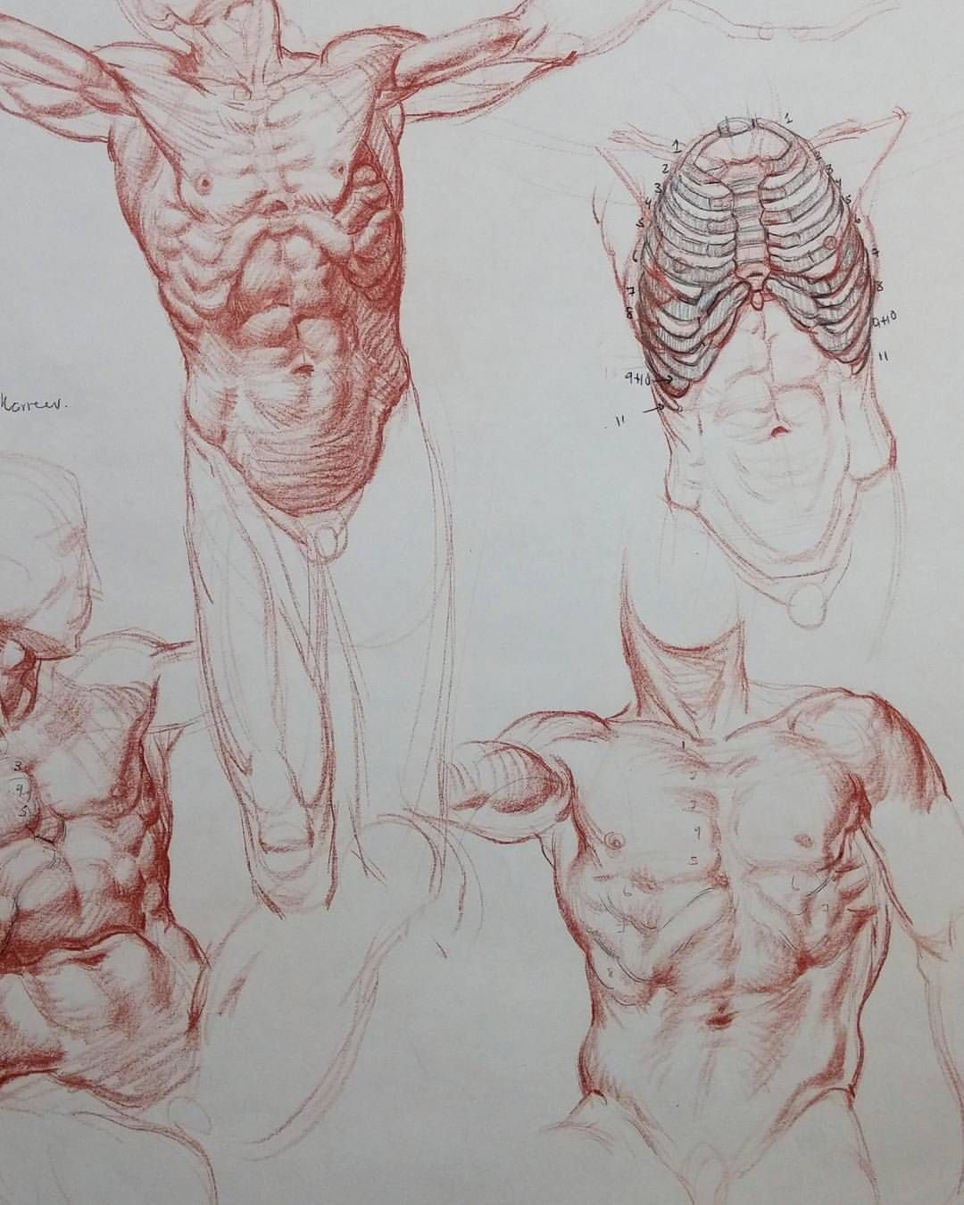 Мышцы мужчины анатомия референс