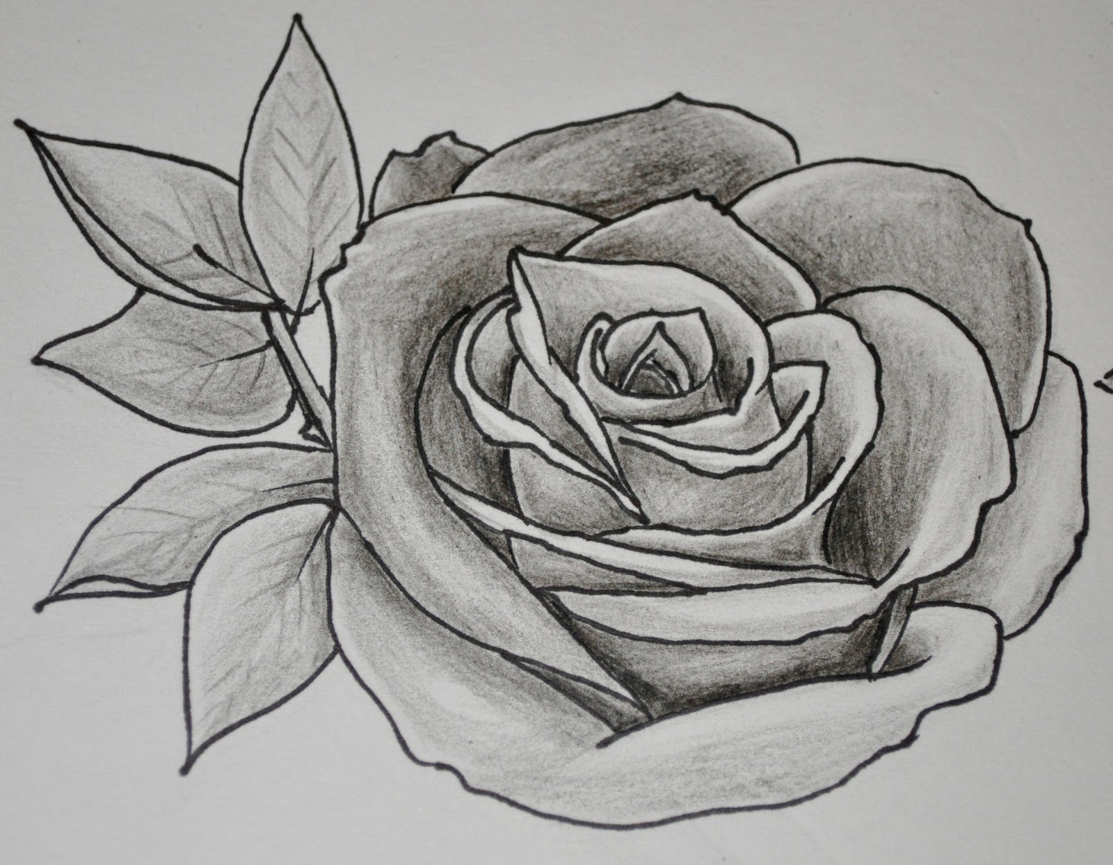 Цветы карандашом розы