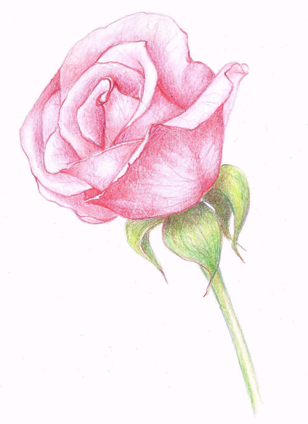 Красивая роза рисунок