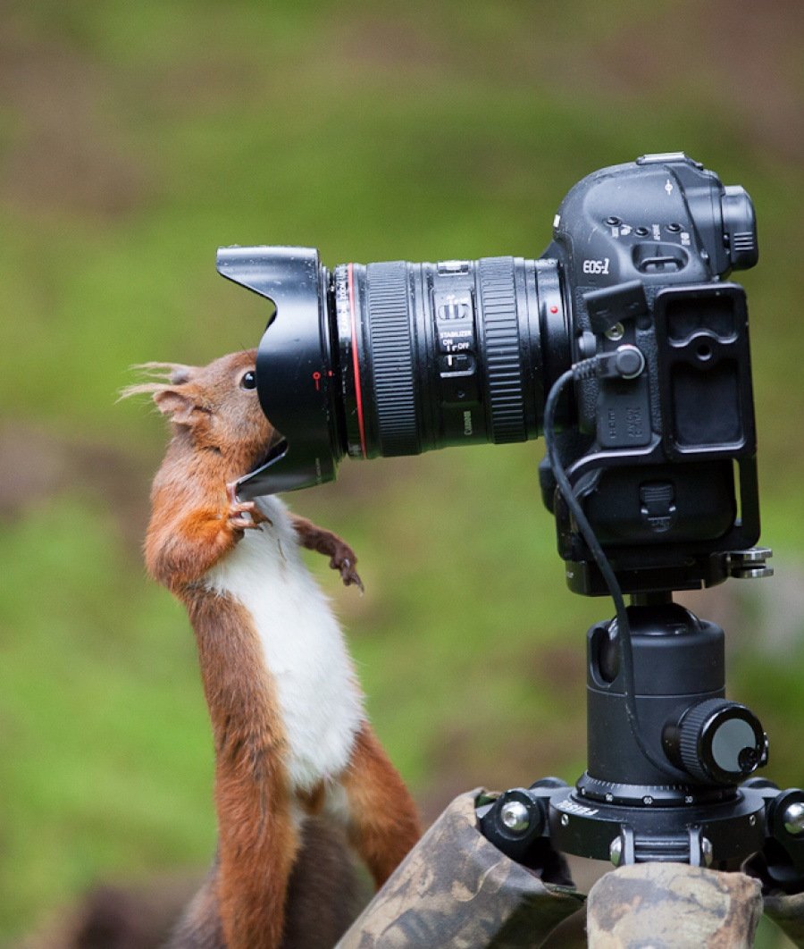 Животные с фотокамерой