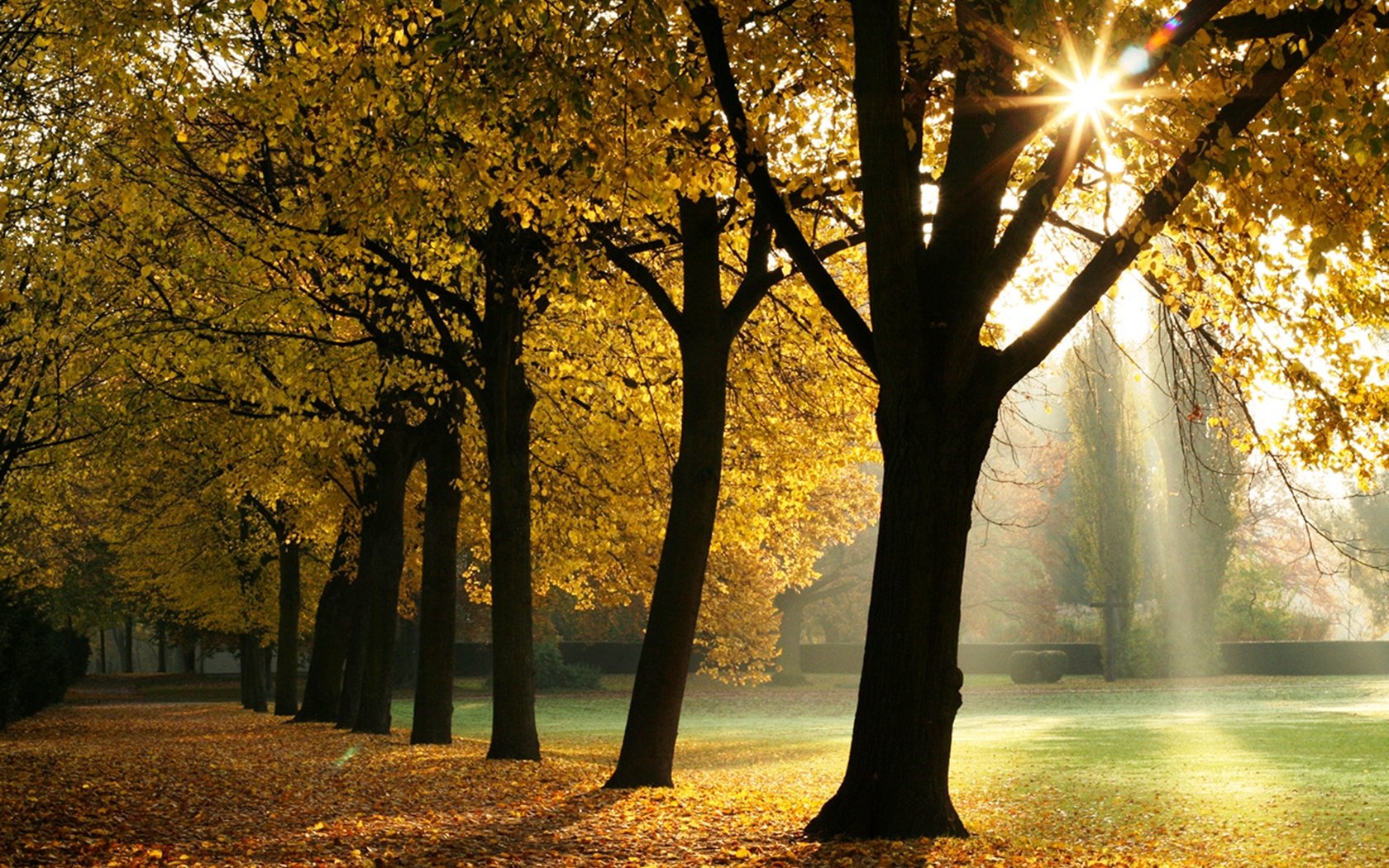Осень парк солнце
