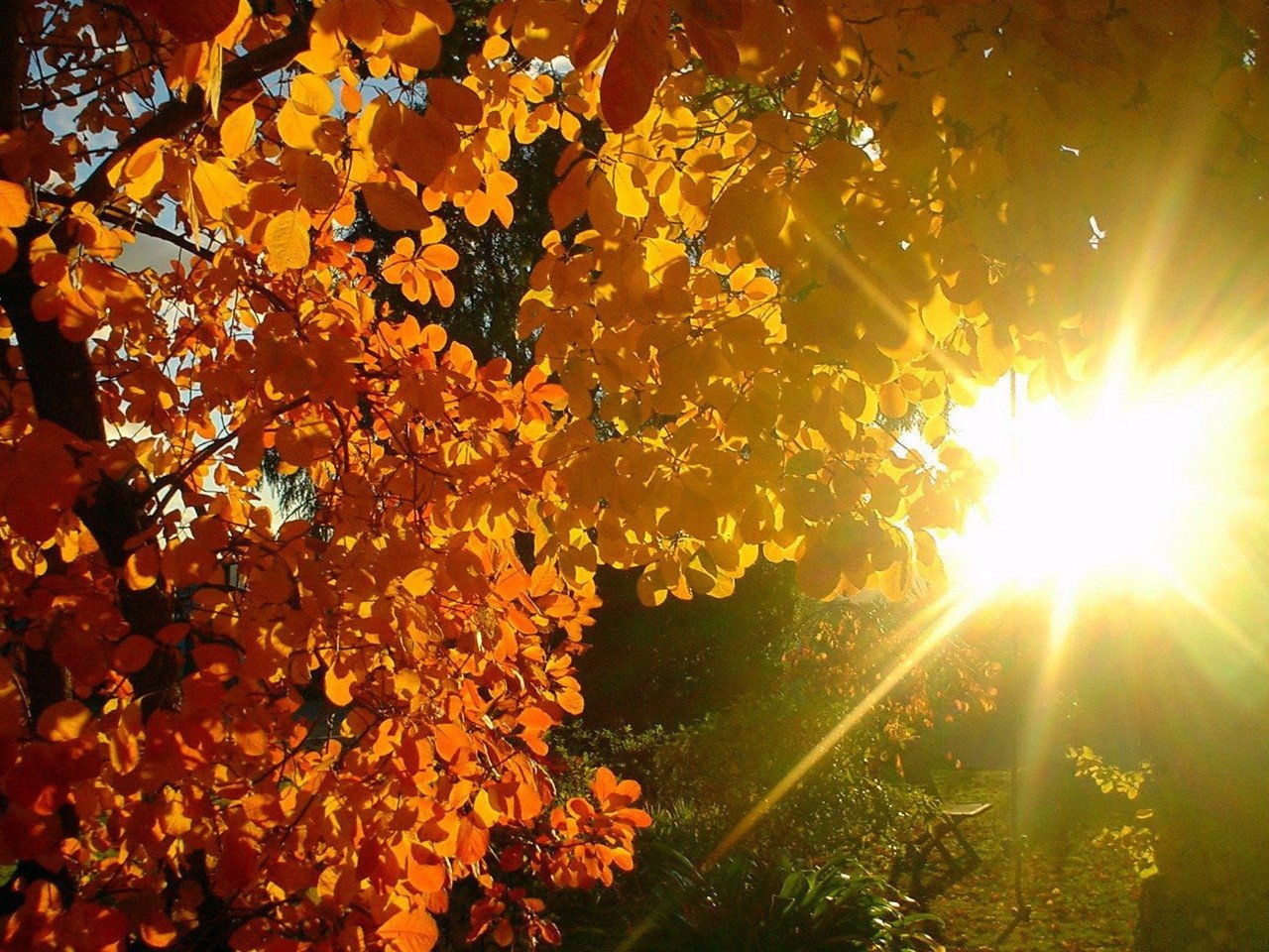 Осень солнце