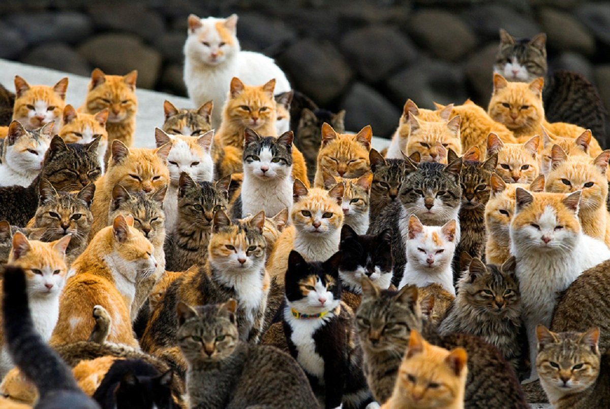 Тасиро остров кошек в Японии