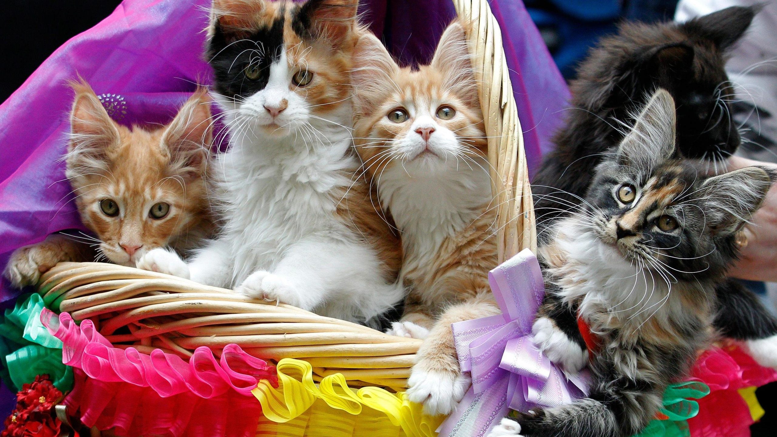 Праздник кошек в России