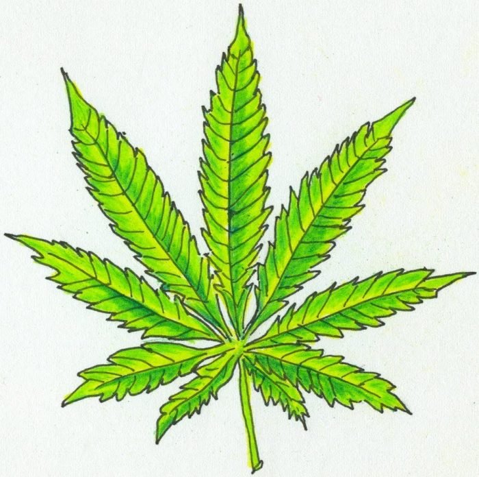 Лист марихуаны Cannabis