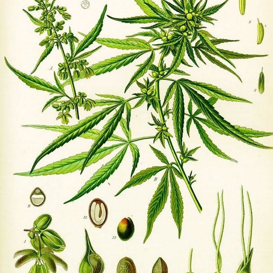 Конопля посевная (сорная) – Cannabis Sativa (l.).