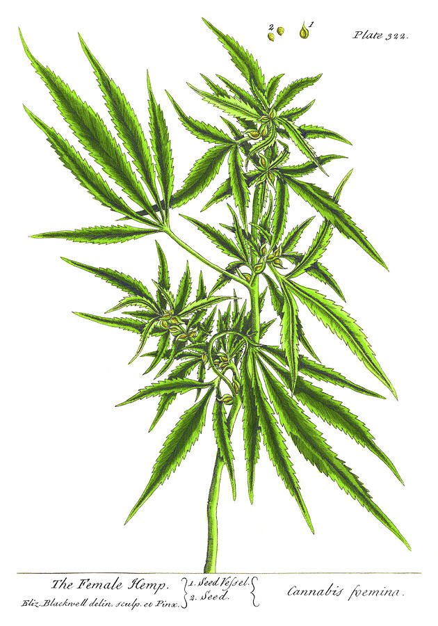 Пенька (Cannabis Sativa l.) Сырец
