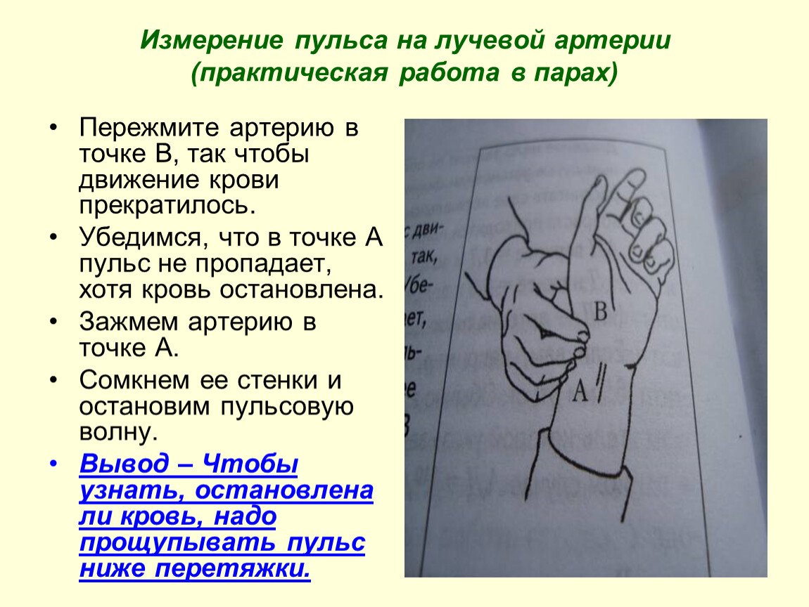 Измерение пульса на лучевой артерии