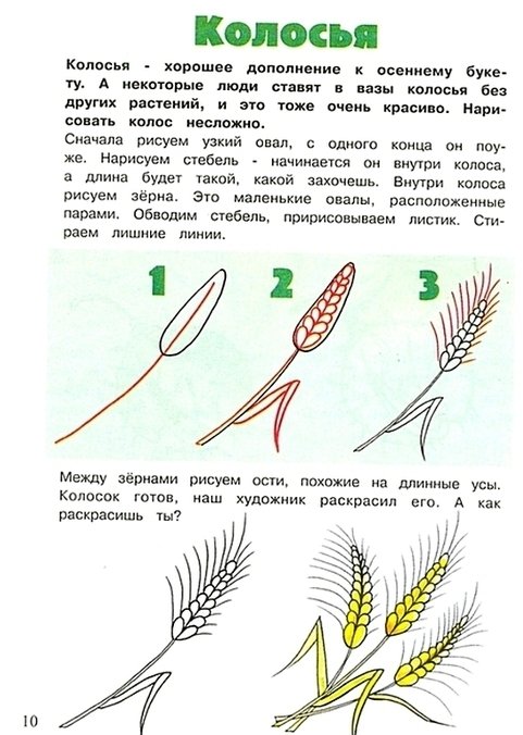 Рисование колосок старшая группа