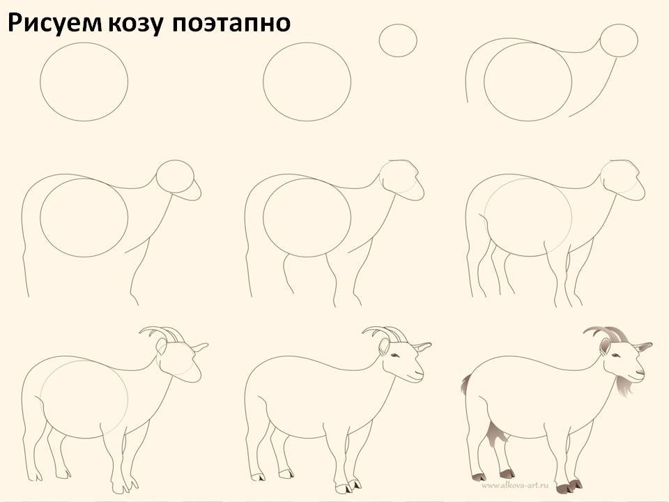 Нарисовать козули поэтапно