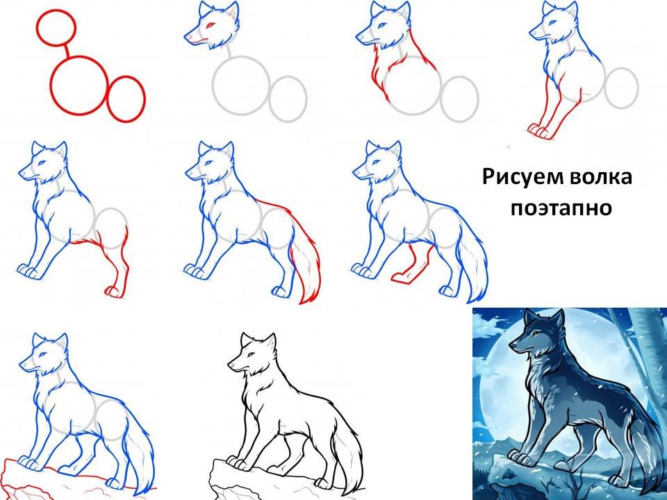 Как нарисовать волка поэтапно
