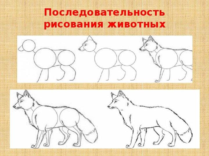 Последовательность рисования животных