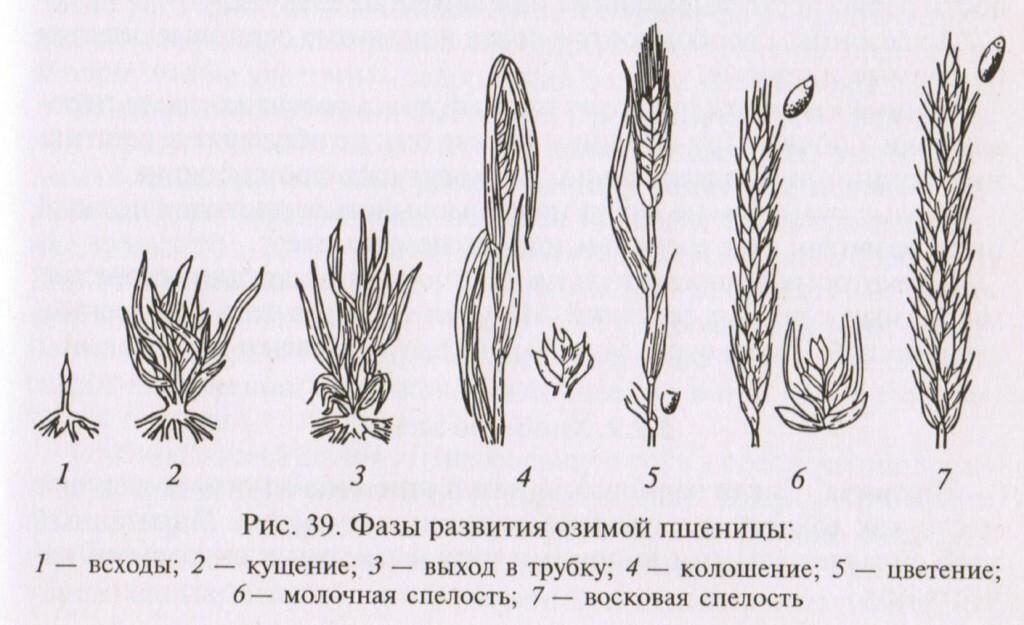 Фаза колошения Яровой пшеницы