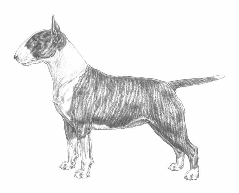 Тренировка