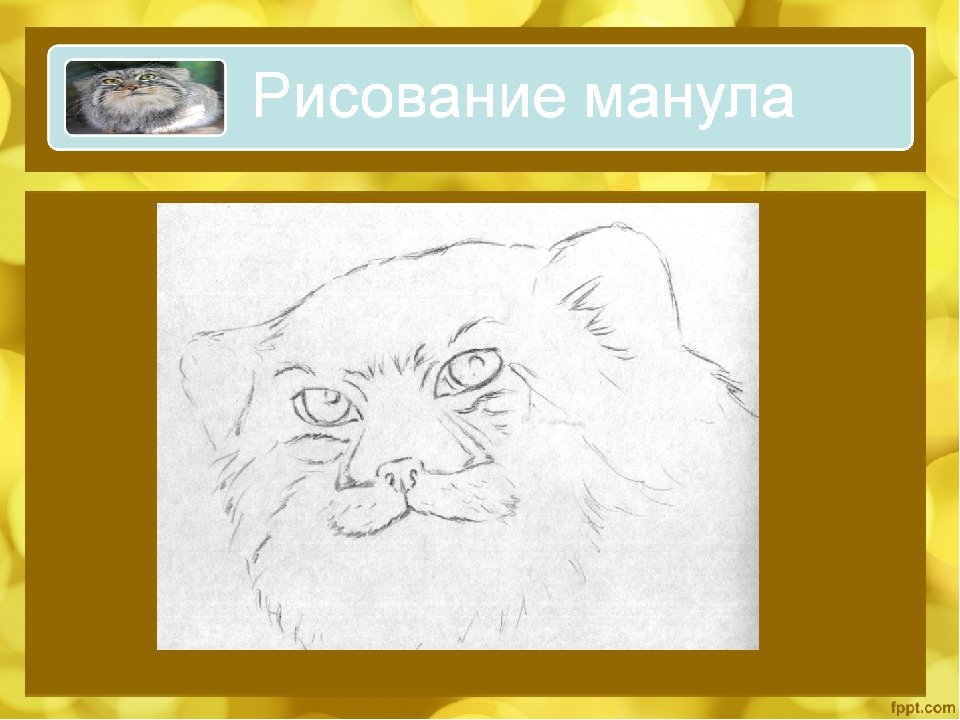Как нарисовать манула (65 фото) скачать бесплатно