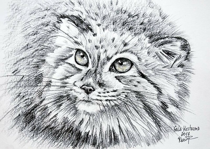 Как нарисовать манула (65 фото) скачать бесплатно