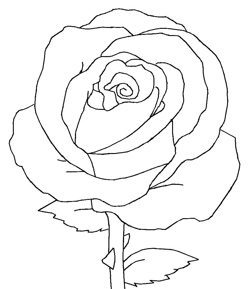 Роза для срисовки