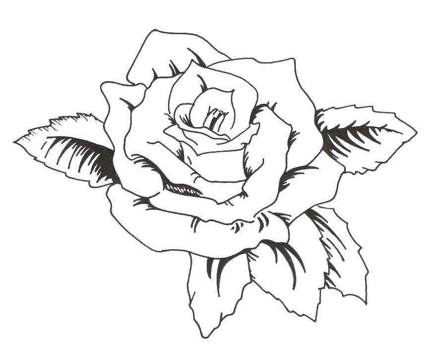 Контурные тату роза