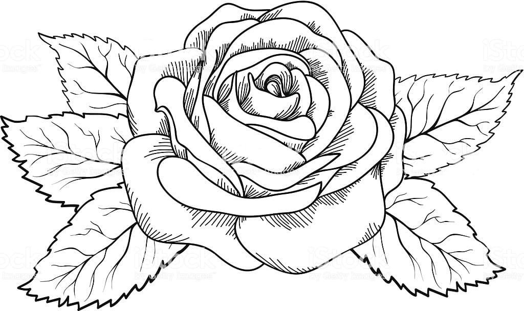 Роза гравюра