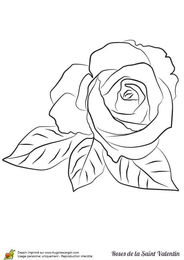 Раскраска роза без стебля