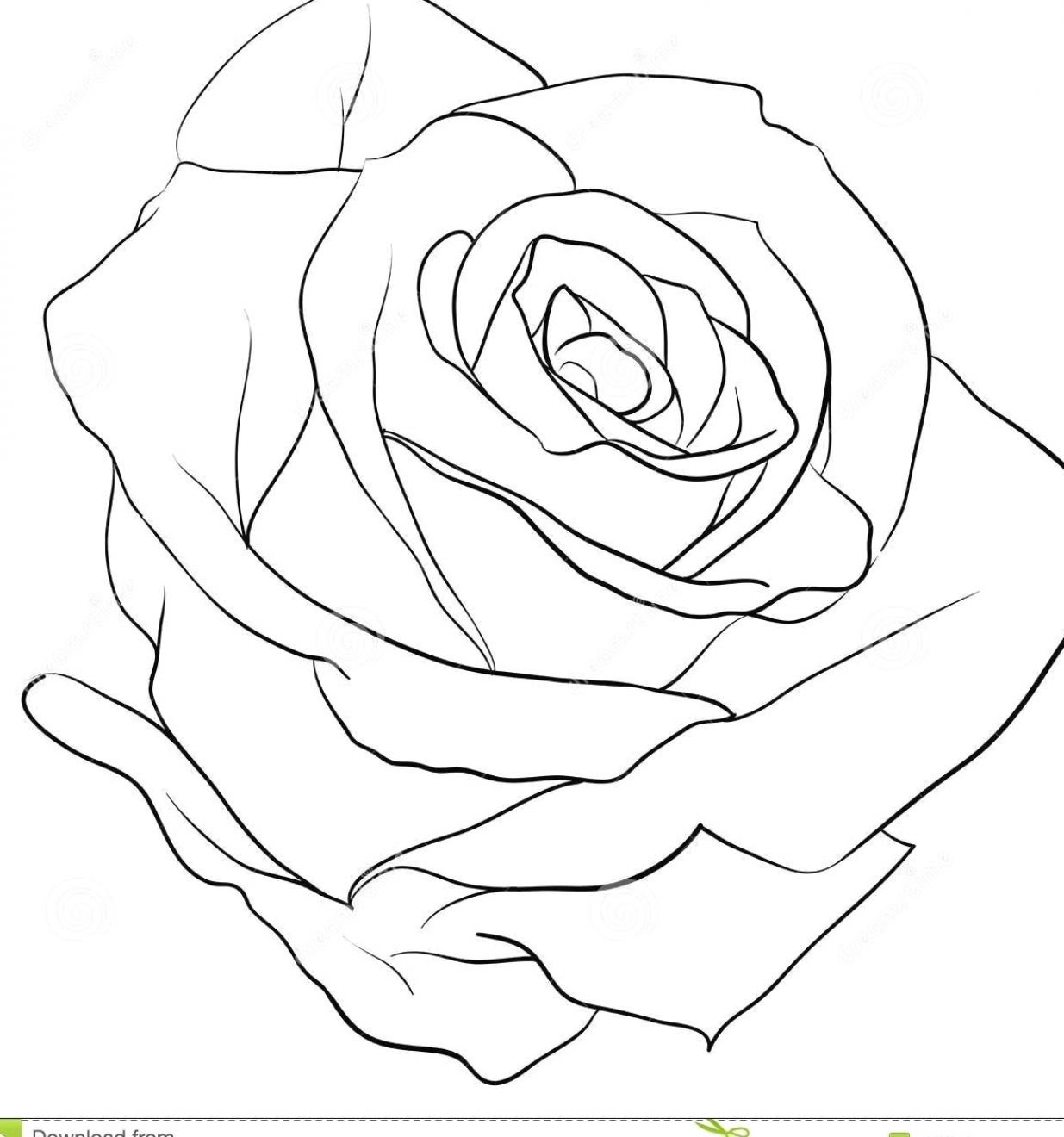 Контурная роза эскиз