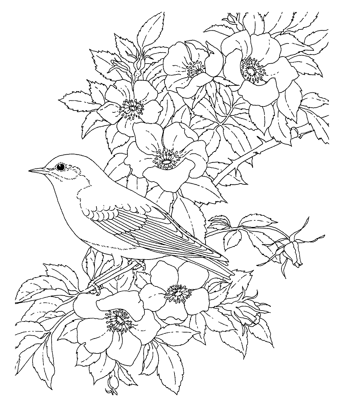 Раскраски цветы и птицы