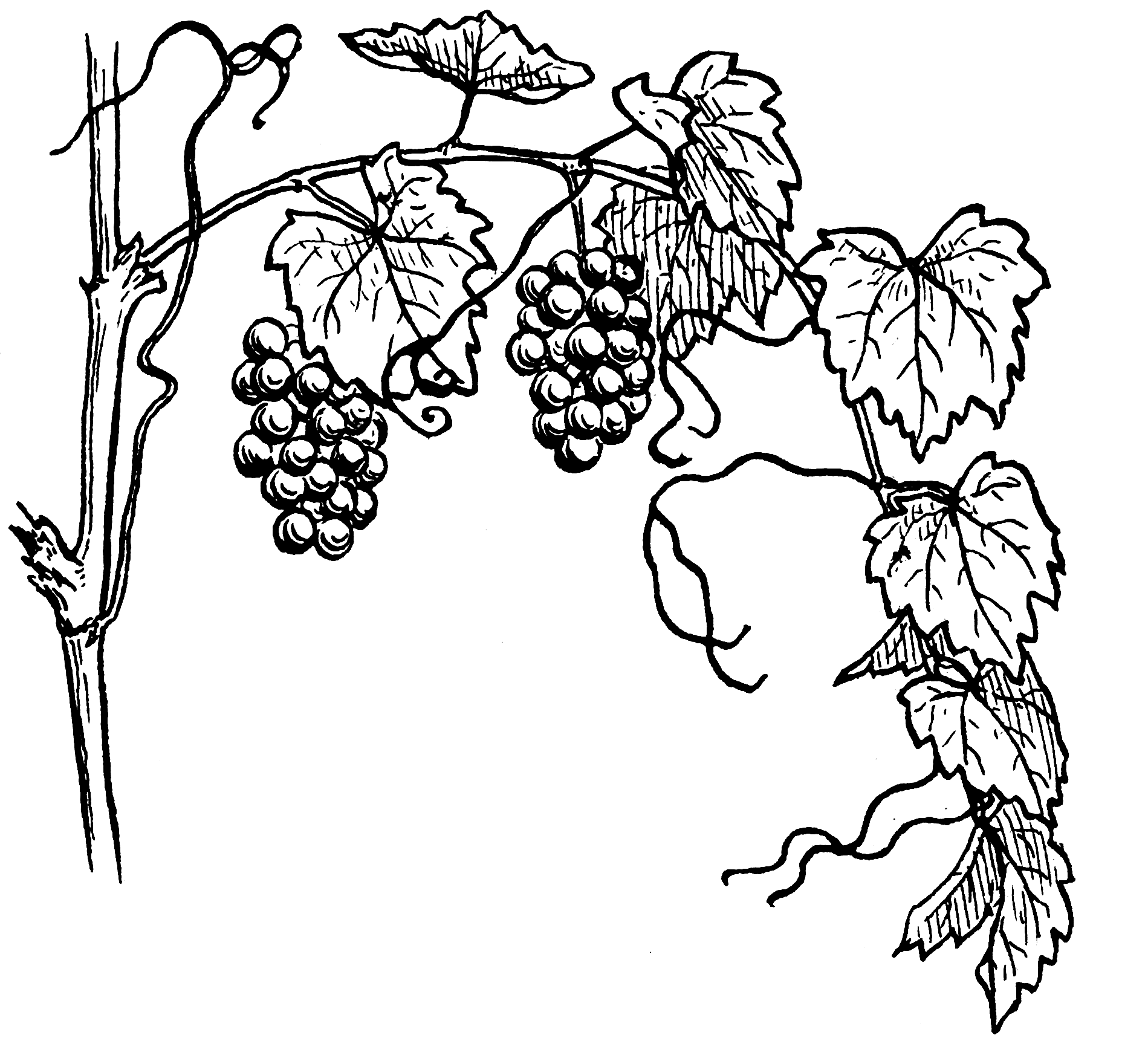 Виноград черно белый