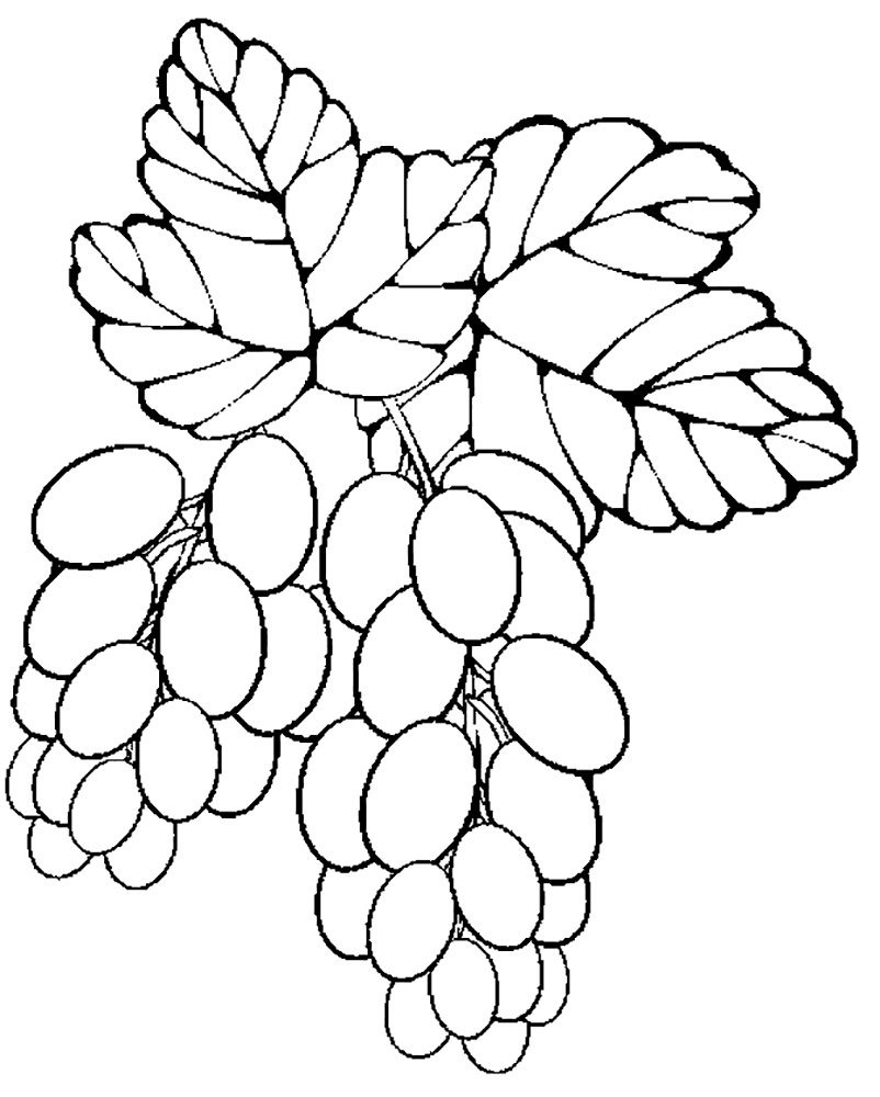 Векторный виноград