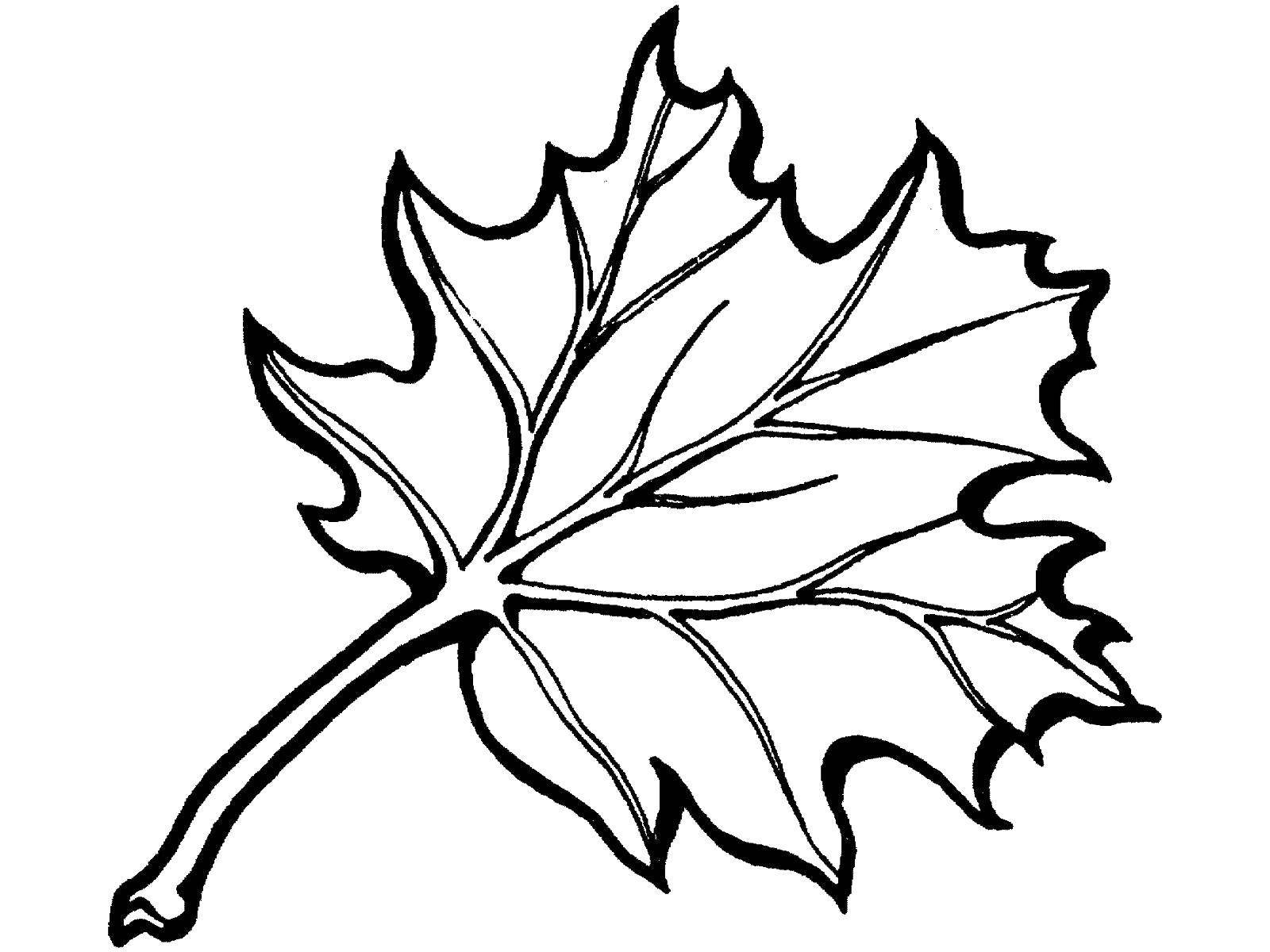 Листья раскраска