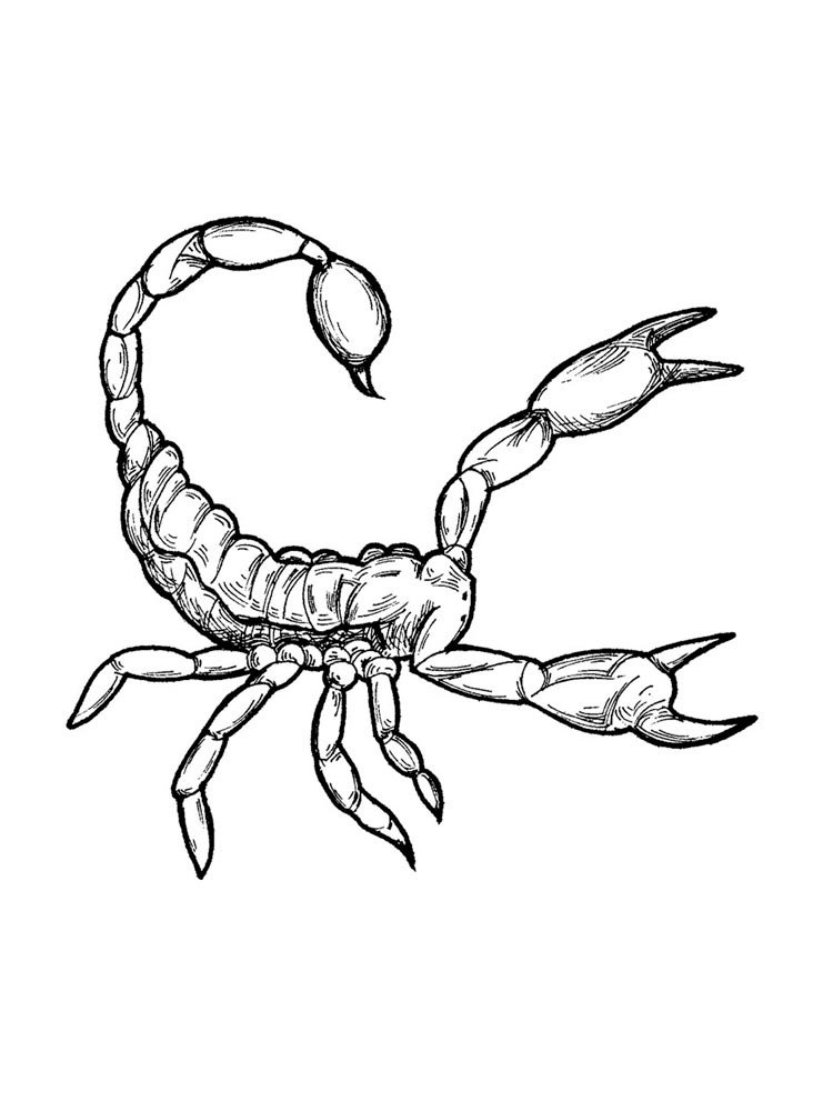 Скорпион картинка раскраска