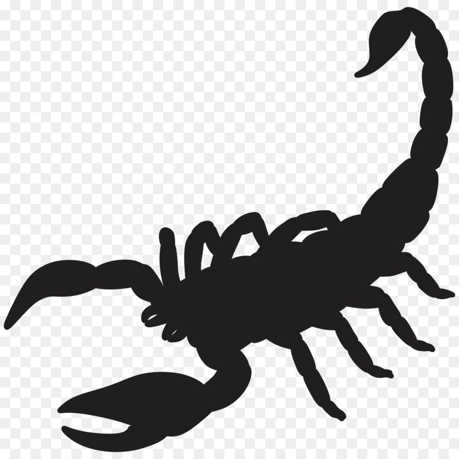 Скорпион раскраска