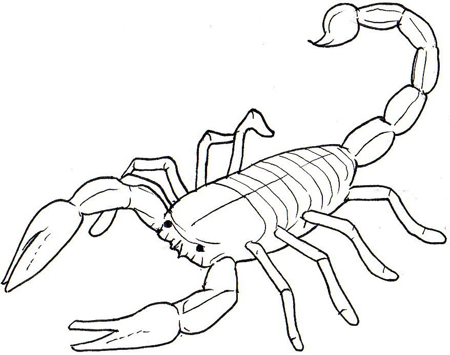 Скорпион для рисования