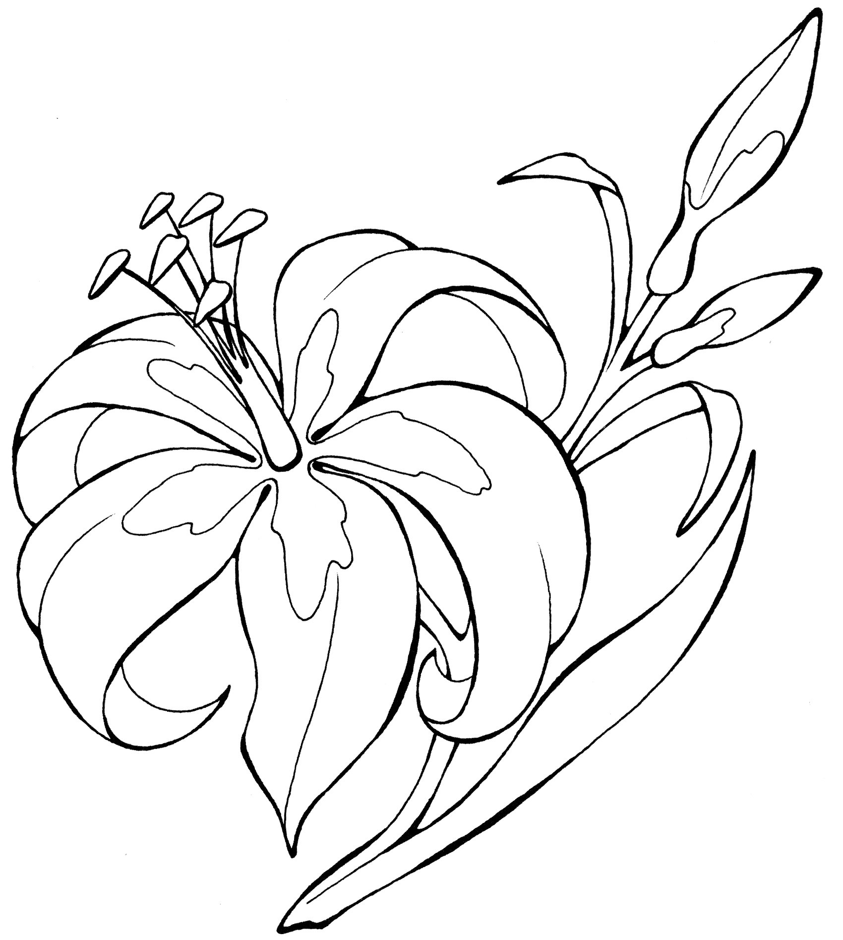 Лилия саранка раскраска