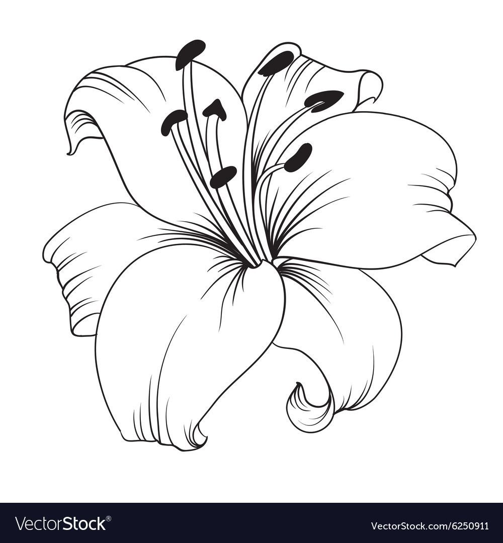 Лилия цветок контур