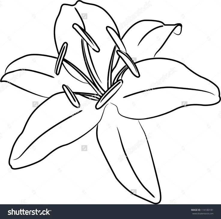 Лилия цветок контур