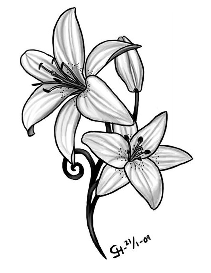 Лилия черно белая