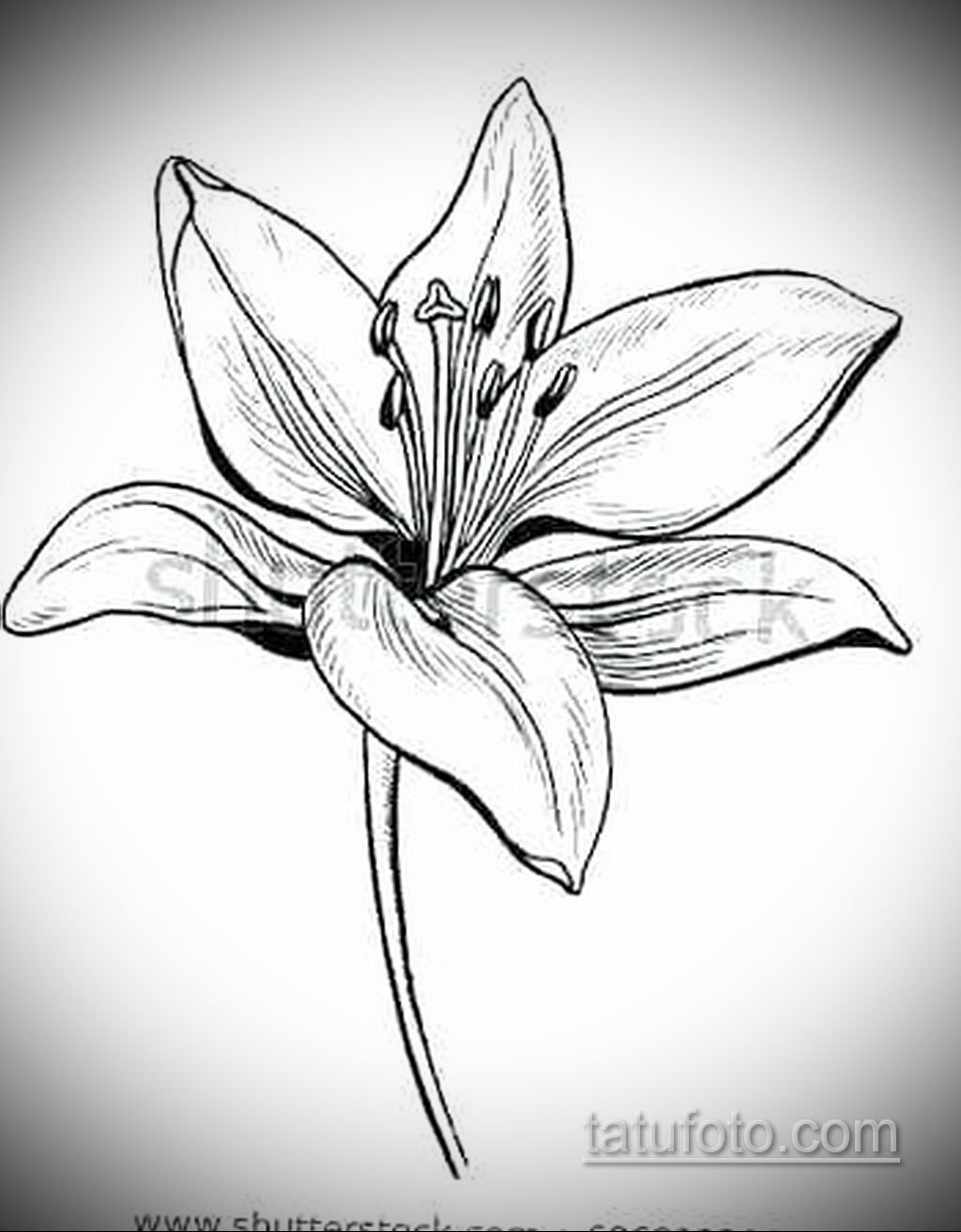 Лилии схематично в цвете