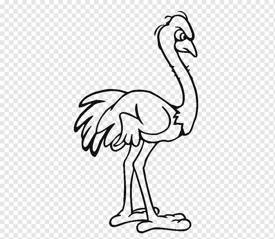 Зарисовки страуса